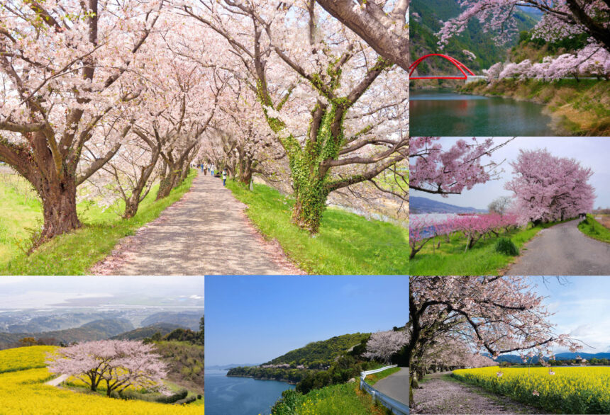 九州エリアで一度は行きたい『桜の名所』5選！春の定番スポットにバイクで行こう！【春のおすすめツーリング 桜 ／九州 編②】